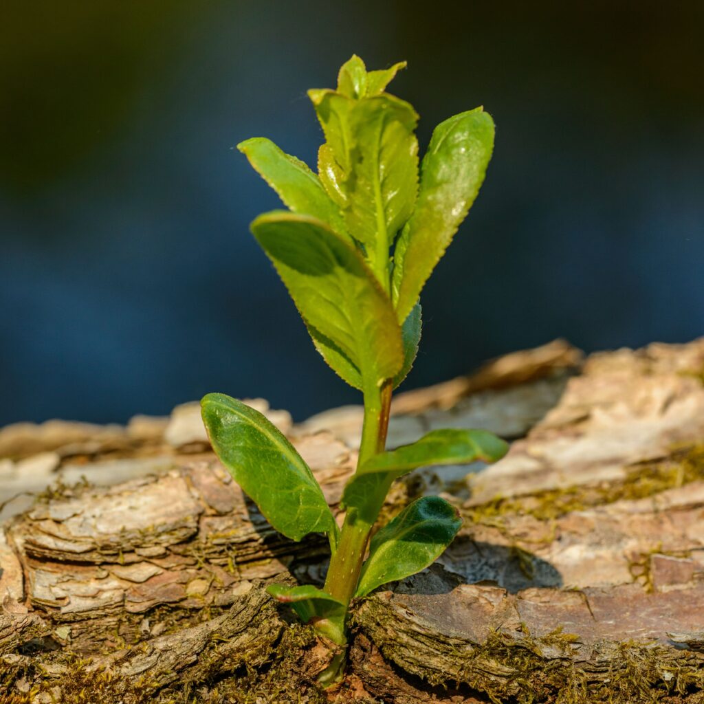 Une petite plante verte aux feuilles fraîches pousse sur l'écorce d'un arbre, son feuillage éclatant se détachant sur un fond sombre : une véritable « boîte à outils » naturelle pour tout spécialiste du Growth Marketing en quête d'inspiration dans ces nouveaux départs pleins de vitalité.